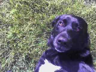 Casey in yard