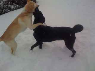 Casey and Emma enjoying Winter