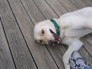 Jobe picture